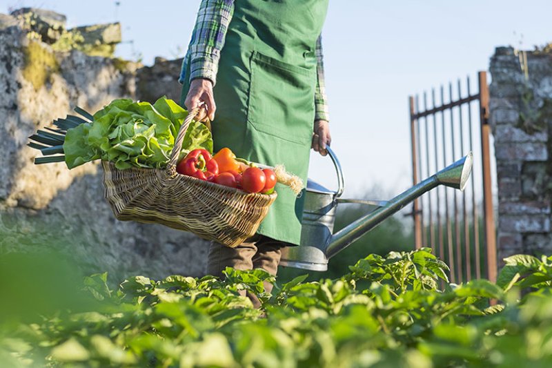 Organik Tarımın Sağlığımıza Yararları 