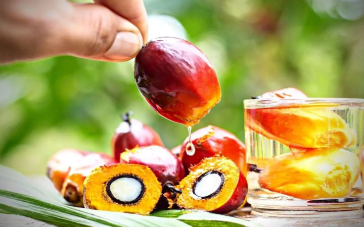 Palm Yağı Tehlikeli Midir?