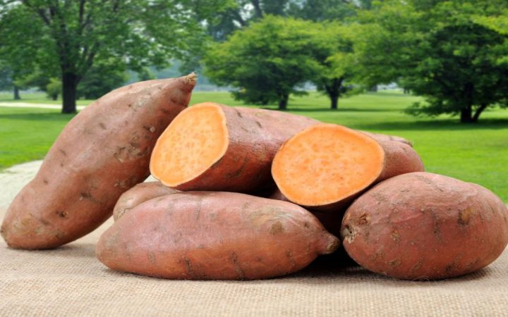 Tatlı Patates Hakkında Bilinmeyenler