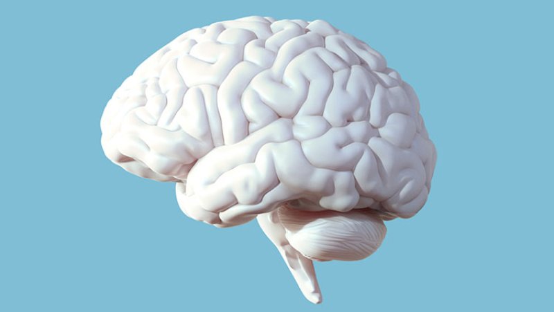 Beynin Bölümleri ve İşlevleri