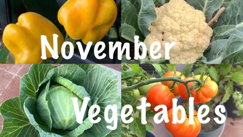 Kasımda Sağlıklı Sebze ve Meyve Önerileri