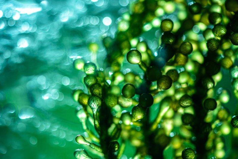 Spirulinanın Faydaları